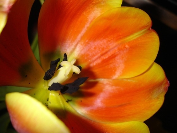 pestík, detail, Tulipán, příroda, květinová zahrada, okvětní lístek, rostlina, květ