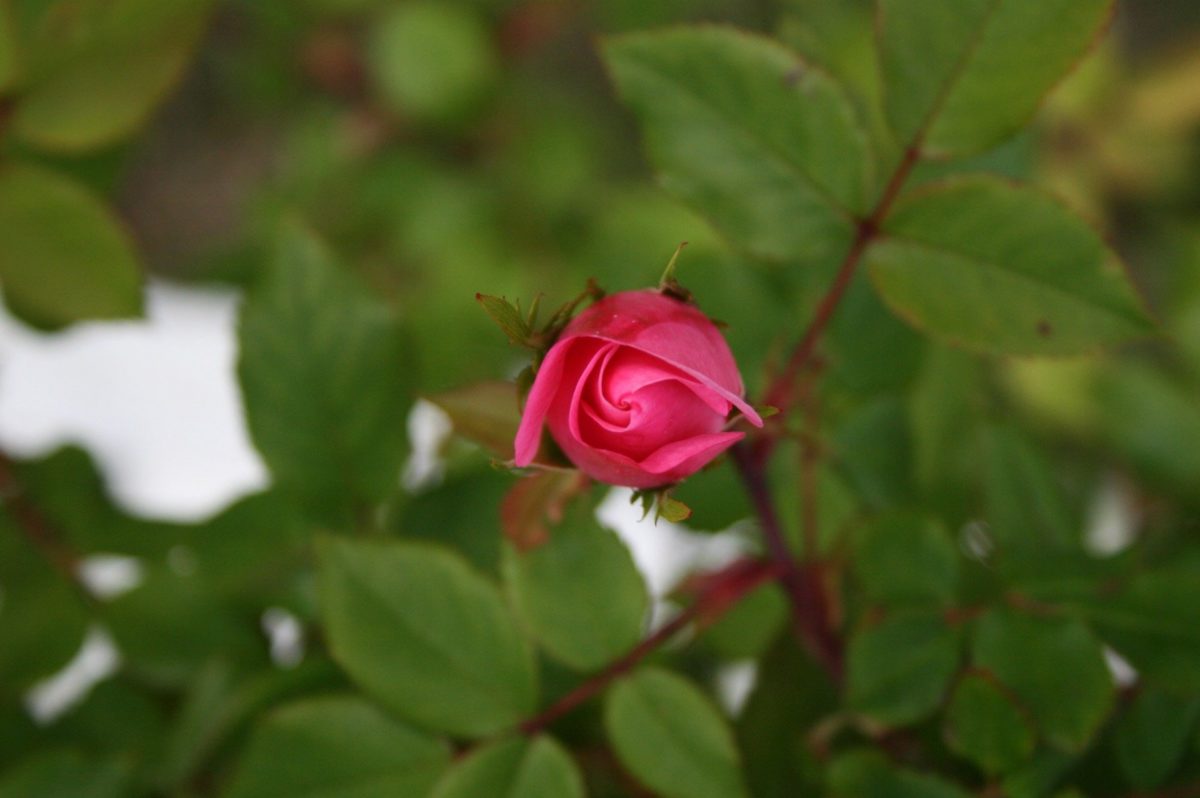 Hoa, lá, thiên nhiên, vườn, Hoa hồng Bud, cánh hoa, thực vật, Hoa