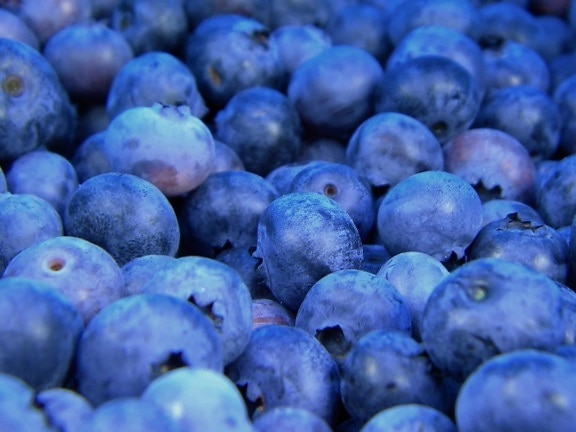 เบอร์รี่, ผลไม้, สารต้านอนุมูลอิสระ, อินทรีย์, สีฟ้า, อาหาร, กลางแจ้ง