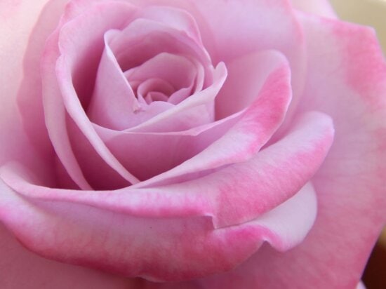пастел, роза пъпка, венчелистче, детайл, привързаност, роса, цвете, розово, растение
