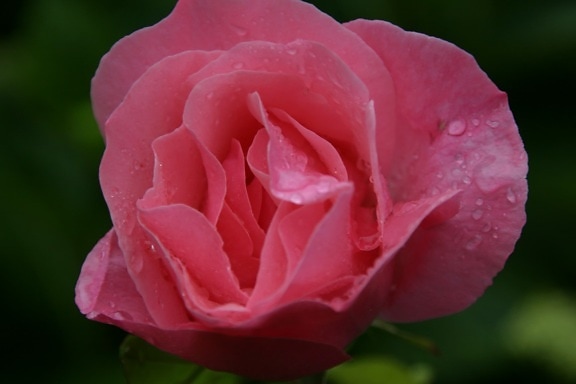 квітка, Роза Брунька, лист, сад, Пелюстка, природа, Пилок, завод