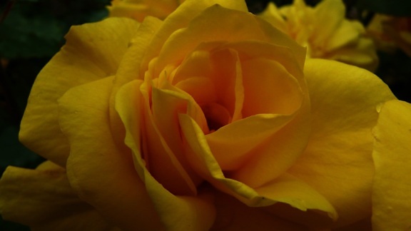 sommer, blad, kronblad, gul Rosa blomst, natur, blomst, plante, blomstre, blomstre