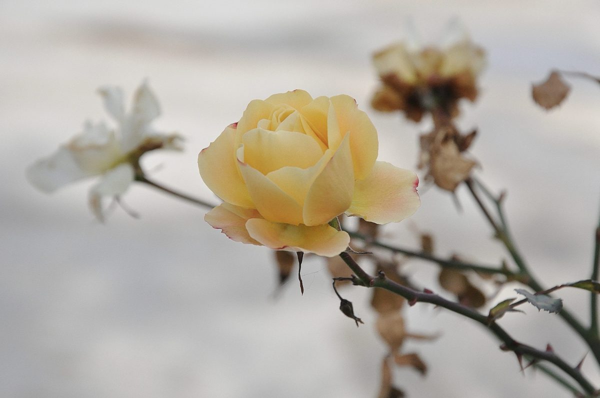 nature, yellow flower, rose bud, plant, petal, bloom, blossom, garden