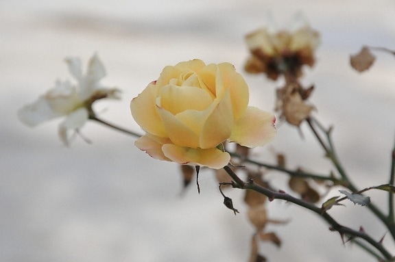 φύση, κίτρινο λουλούδι, τριαντάφυλλο οφθαλμός, φυτό, πέταλο, άνθιση, άνθος, Κήπος