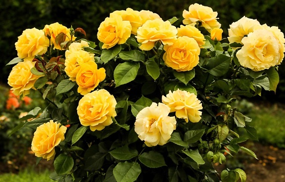 лято, жълта роза, венчелистче, цвете, Градина, природа, листа, растение
