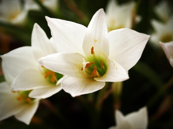 natuur, blad, bloem, Narcissus, plant, bloesem, bloemblaadje, Tuin