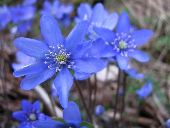 blå blomst, støvveje, kronblad, have, natur, urter, plante, blomstre, organisme
