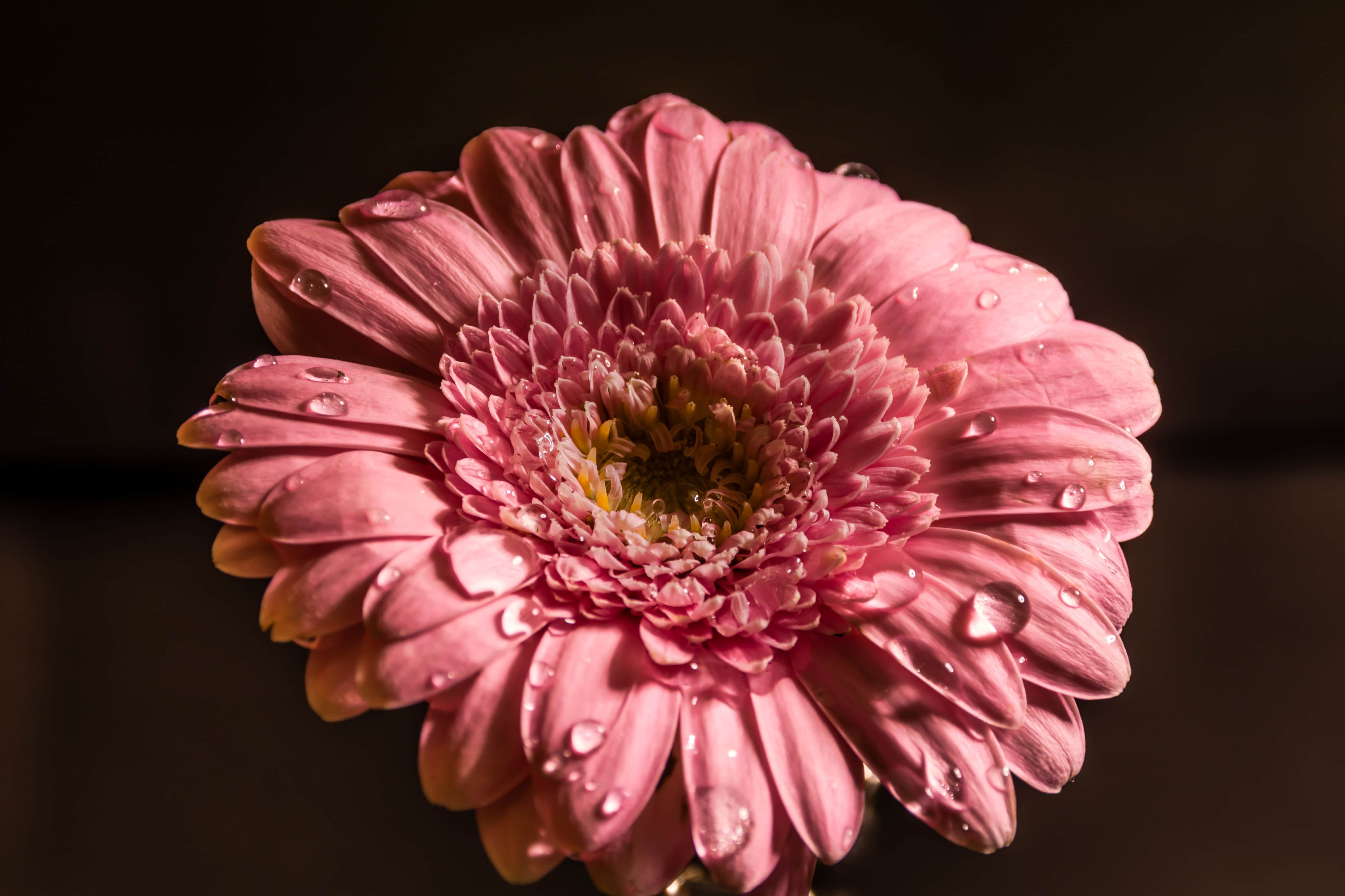 フリー写真画像 露 湿気 花 自然 美しい 花びら ピンク 花 花 植物