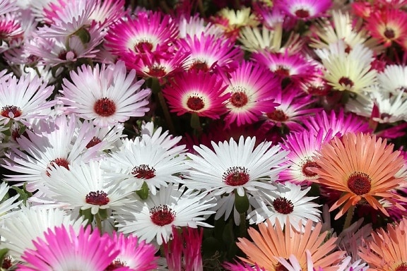 自然, 花瓣, 花, 夏天, 植物, 有机体, 粉红色