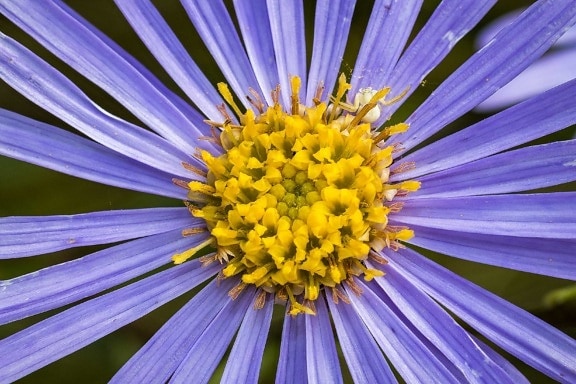 polen, néctar, detalle, jardín, verano, flor púrpura, naturaleza