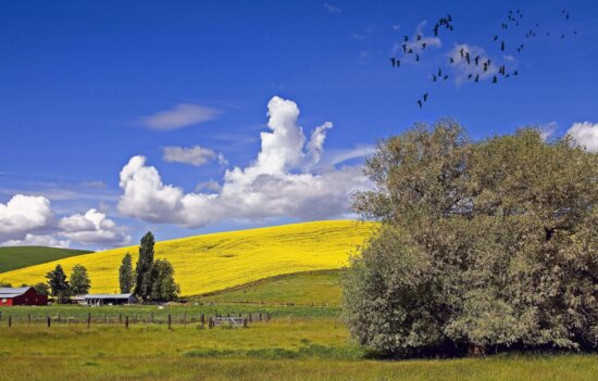 Image Libre Paysage Champ Campagne Ciel Bleu Nature Agriculture été