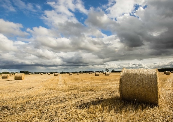 straw, cereal, hay, haystack, rye, field, countryside, landscape, agriculture