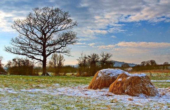 landscape, tree, nature, hay, field, haystack, blue sky, outdoor, cloud, snow