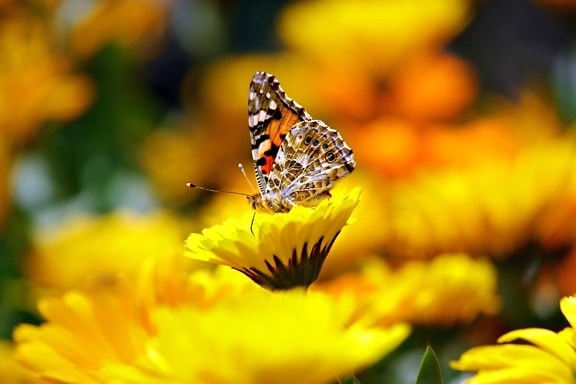 Záhrada, príroda, leto, kvet, farebný motýľ, hmyz, rastlín