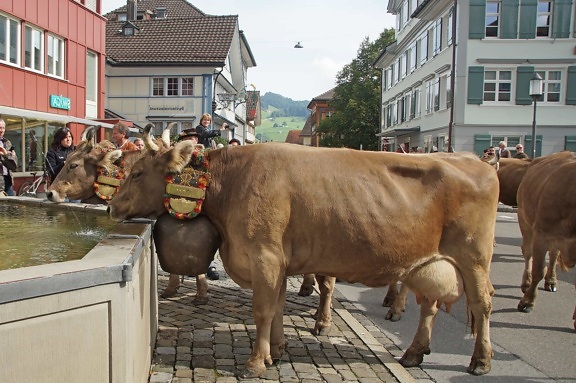 people, cattle, bovine, bull, urban area, cow, oxcart, outdoor, street festival