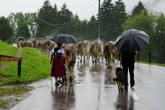 хора, чадър, дъжд, едър рогат добитък, небе, на открито, дърво, трева