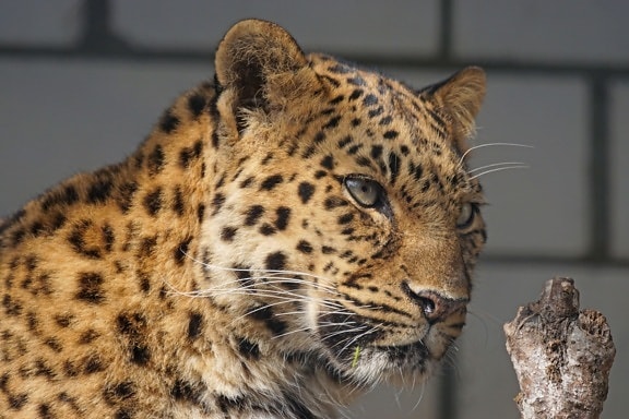 cat, leopard, predator, wildlife, fur, feline, wildlife