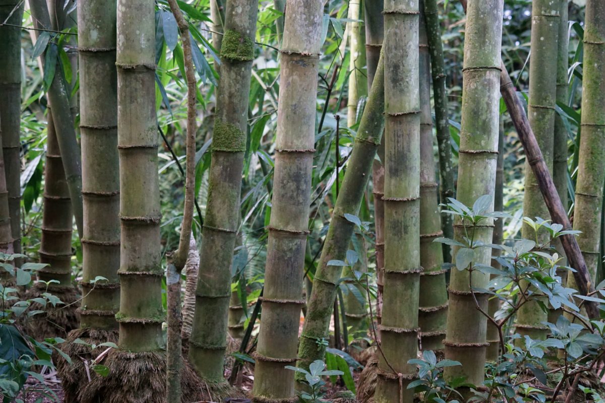 natura, lemn, arbore, bambus, frunze, padure, exterior, plante