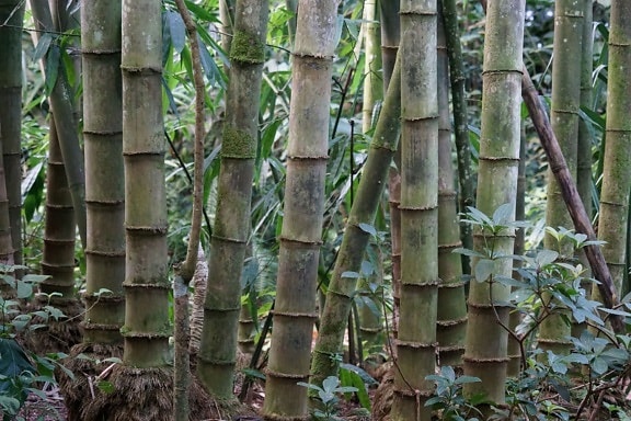 luonto, puu, puu, bambu, lehti, metsä, ulkoilu, kasvi