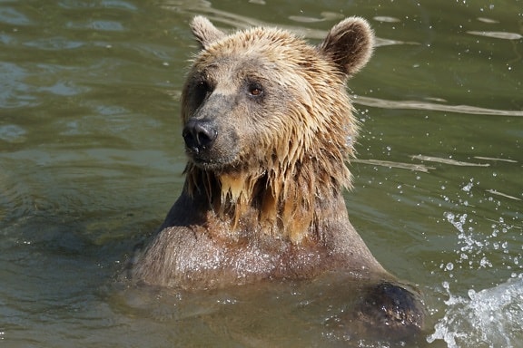 brown bear, grizzly, wildlife, water, nature, wild, wet, animal