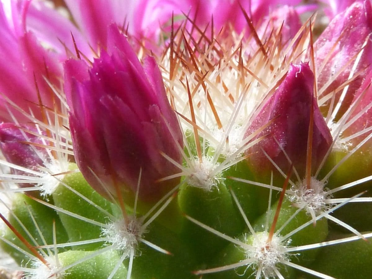 beautiful, pink flower, detail, cactus, nature, garden, sharp, summer