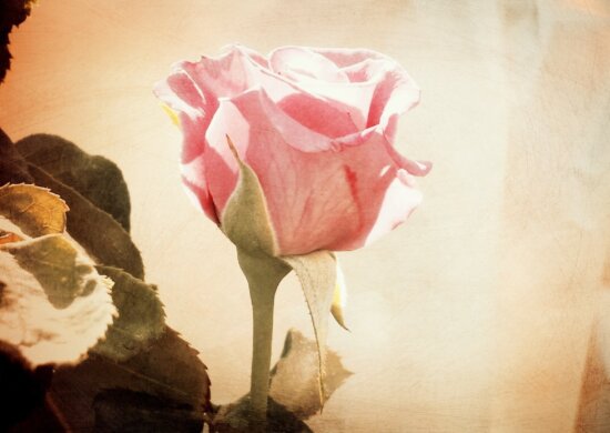 λουλούδι, τριαντάφυλλο λουλούδι, πέταλο, ροζ, άνθος, φυτό, άνθιση