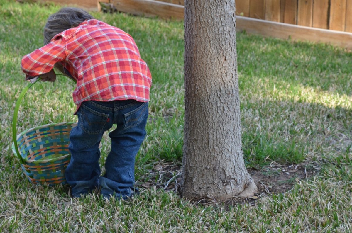 grass, child, outdoor, person, lawn, tree