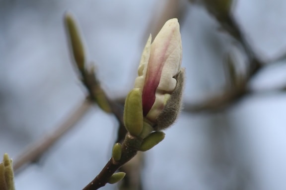 fiore, albero, natura, filiale, pianta, Magnolia, tempo di primavera