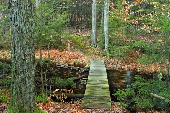wooden bridge, leaf, landscape, nature, river, tree, wood, garden, forest path