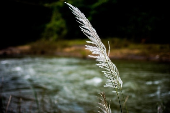 water, nature, river, reed, herb, plant, riverbank