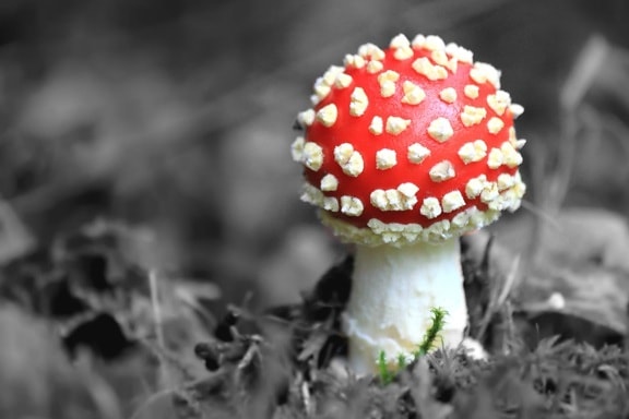 Free picture: wood, spore, moss, white mushroom, fungus, poison, nature, toxic