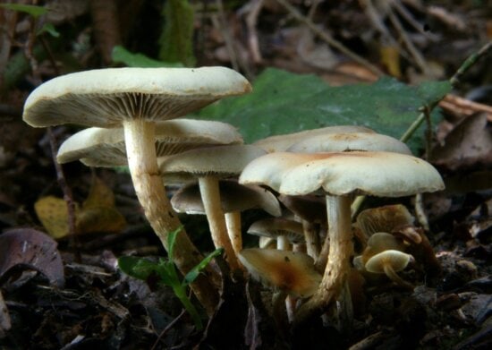 wood, spore, moss, white mushroom, fungus, poison, nature, toxic