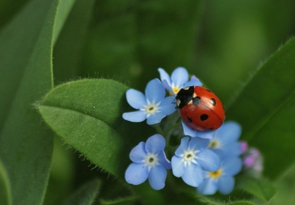 leaf, nature, herb, plant, ladybug, insect, beetle, garden, blue flower