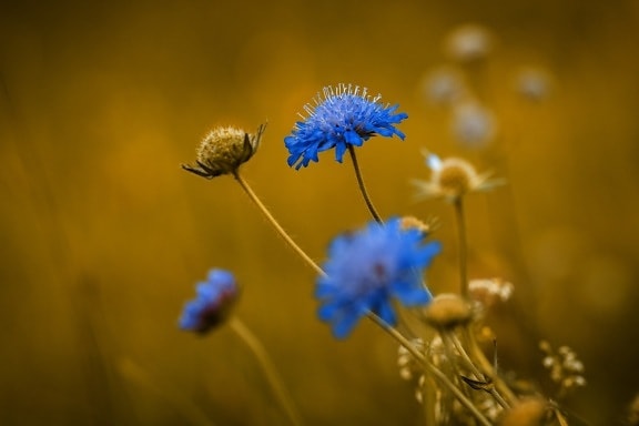 Doğa, mavi çiçek, Herb, çayır, yaz sezonu, gün ışığı, açık, bitki örtüsü