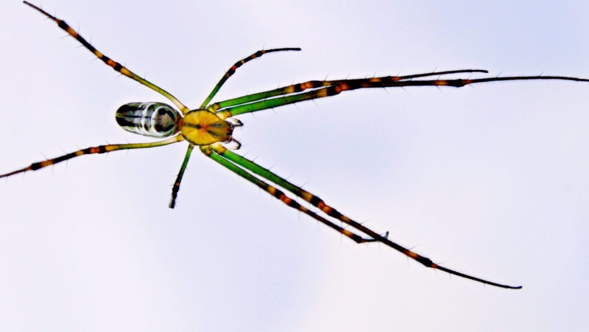 natura, invertebrati, ragno, Spiderweb, dettaglio, gamba, insetto, animale