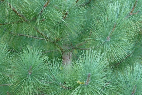 lá xanh, gỗ, thường xanh, vân sam, cây, thiên nhiên, thông, chi nhánh Conifer