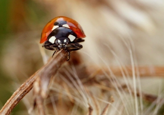 nature, wildlife, beetle, ladybug, insect, summer, arthropod, bug