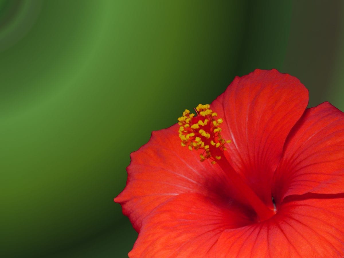 luonto, Punainen Hibiscus kukka, kasvi, kukka, terä lehti, sisä-