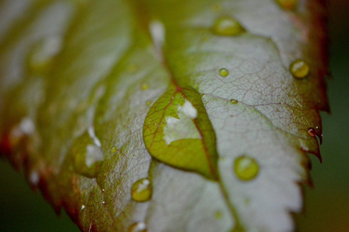texture, rain, leaf, nature, condensation, moisture, plant