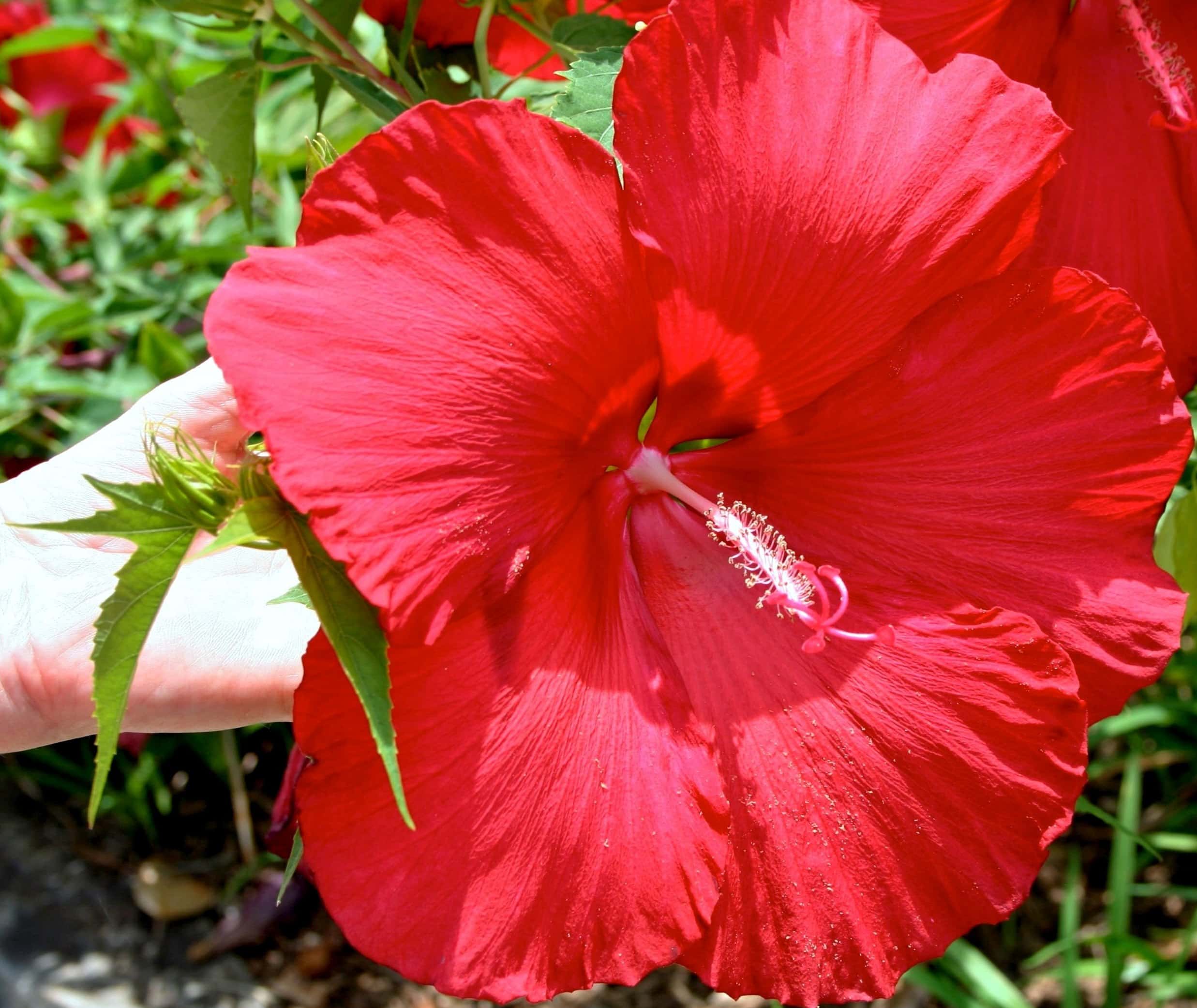 フリー写真画像 庭 花 ハイビスカスずい 夏 花びら 自然 葉 植物
