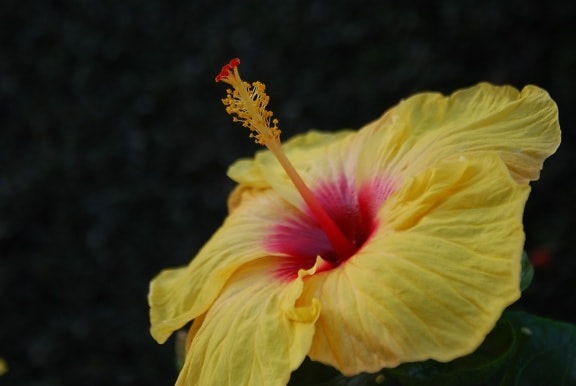 naturaleza, flor del hibisco, hoja, planta, estudio de la foto, flor, jardín, Pétalo