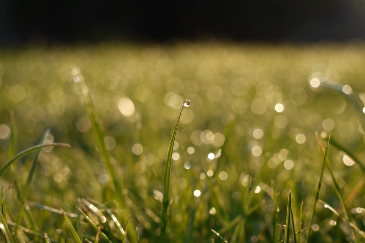 summer rain, nature, green grass, moisture, wet field, dew, sunshine, lawn