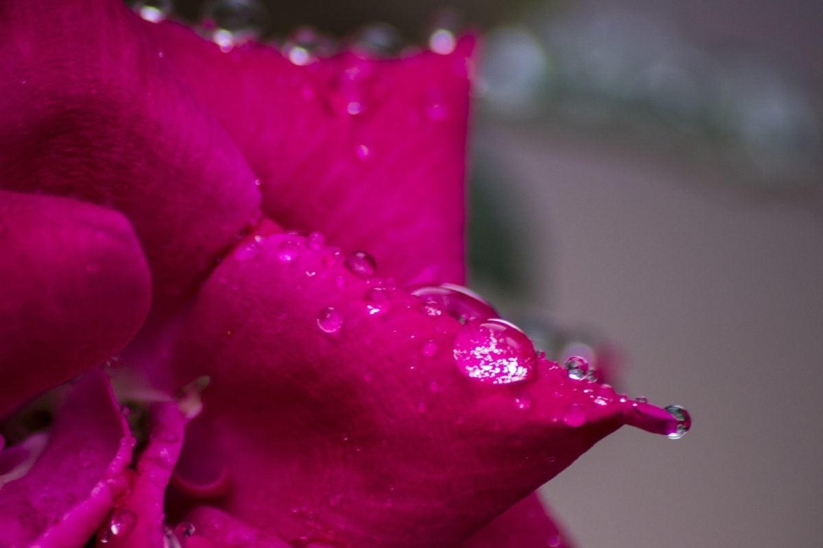 цветок, природа, Роса, влажность, дождь, Лепесток, розовый цветок, внутри