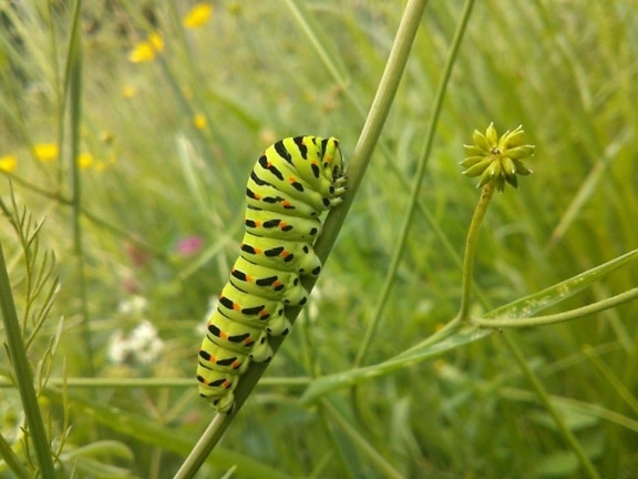 yeşil Caterpillar, yaz, böcek, metamorfoz, Doğa, Herb, larva, organizma