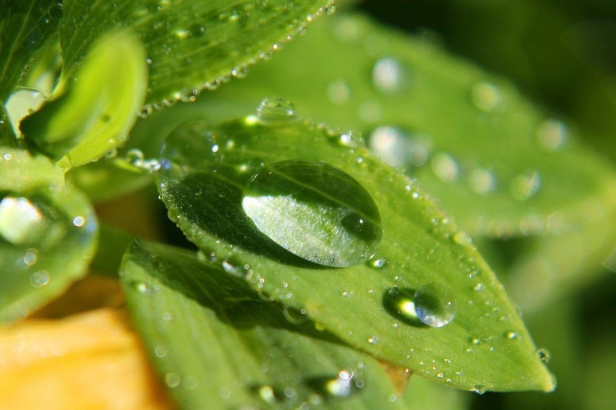 leaf, condensation, day, wet, nature, dew, raindrop, moisture, rain