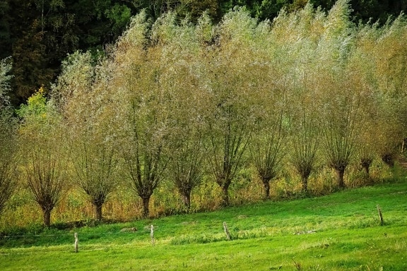 Orchard, Tree, landskap, blad, gress, natur, Hillside, anlegg