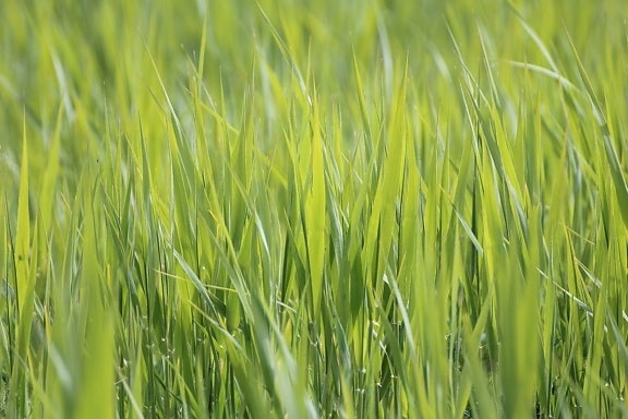 лято, поле, природа, зелено, оризово поле, ден, селско стопанство