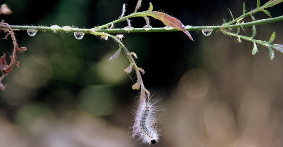 leaf, nature, dew, metamorphosis, caterpillar, rain, moisture, green grass, insect