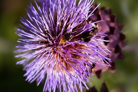 purple flower, nature, garden, daylight, day, herb, plant