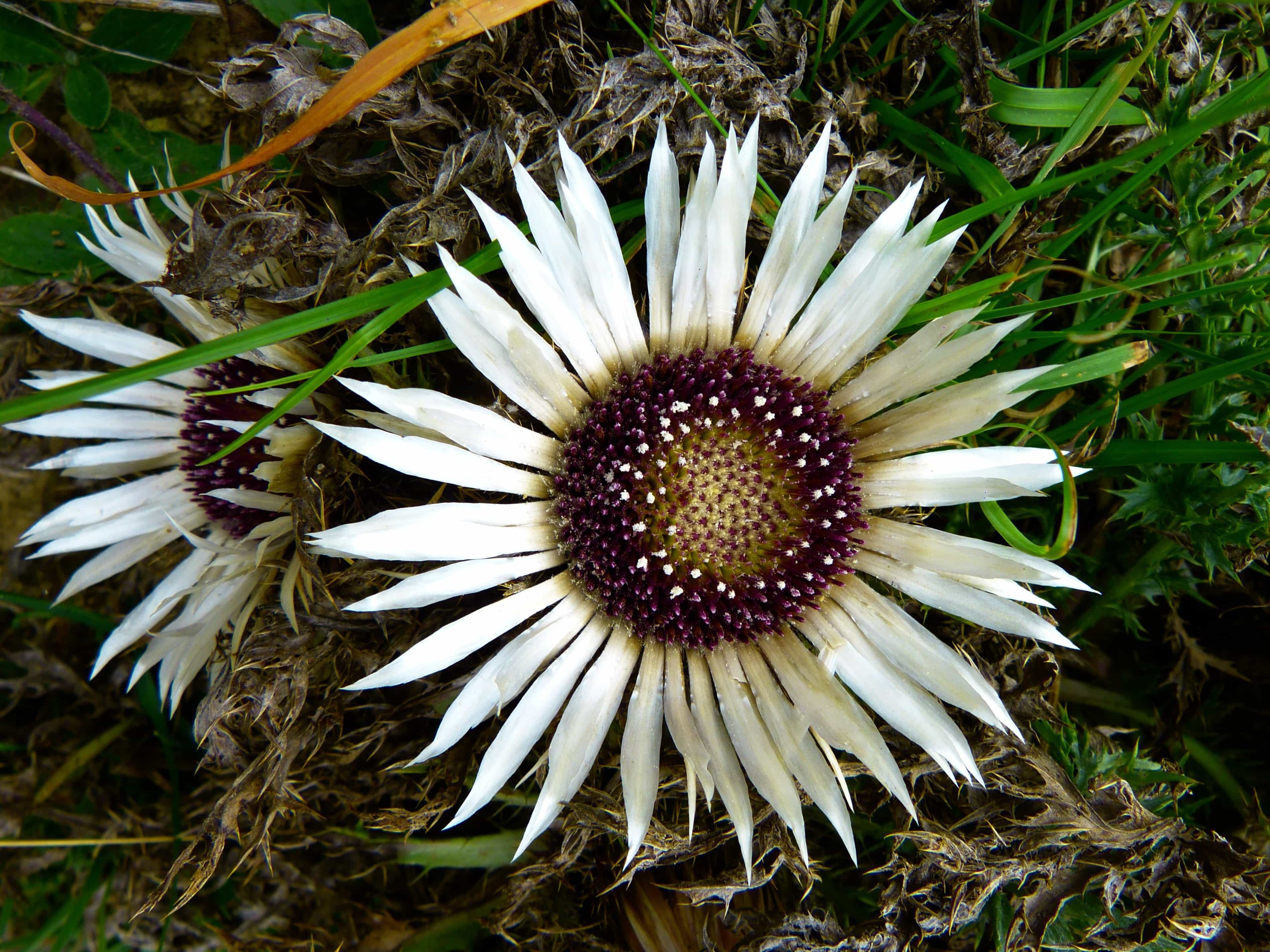 Image libre: nature, fleur blanche, plante, pétale, fleur, pistil, heure  d'été